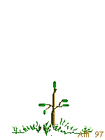 drzewo GIF