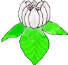 magnolias GIF