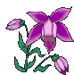 orchidea GIF