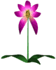 orchidea GIF